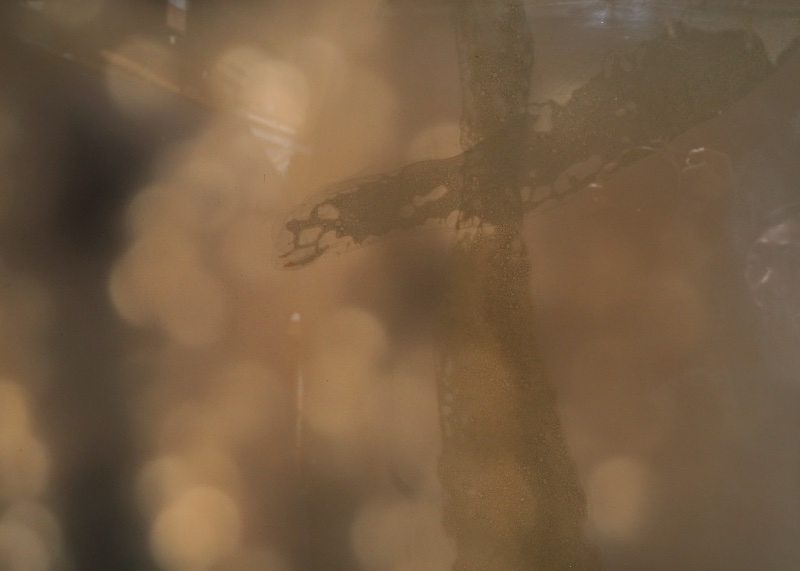 LOT 006 ダリオ・ウルザイ