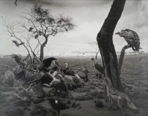 LOT 176 杉本 博司